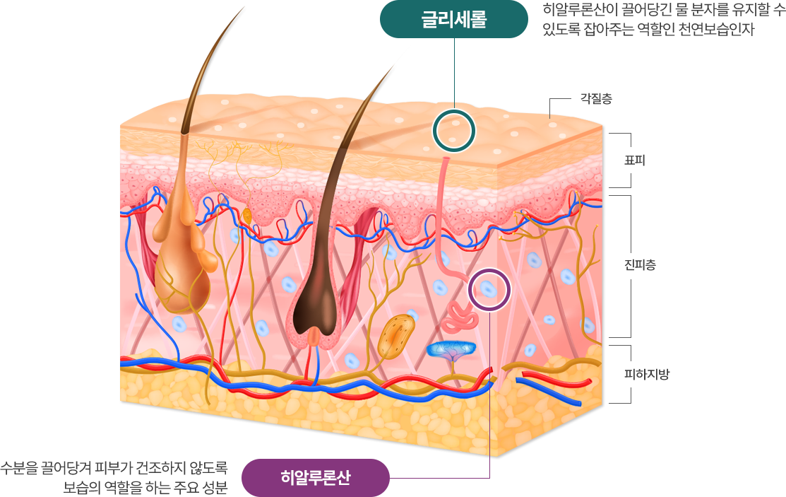 甘油——作為天然保濕因子，負責固定由透明質酸所吸附的水分子；透明質酸——主要成分，能夠吸收水分，從而防止肌膚變得乾燥。